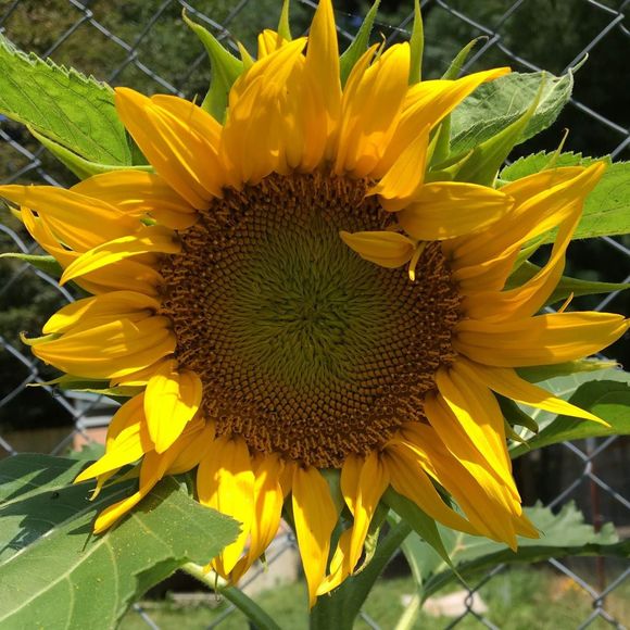 Meet your Posher, Carly - Picture 1 of 1